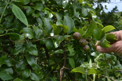 Ziziphus glaberrima